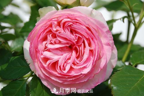 審美觀(guān)不同，哪些月季花品種是花友公認必備的？(圖4)