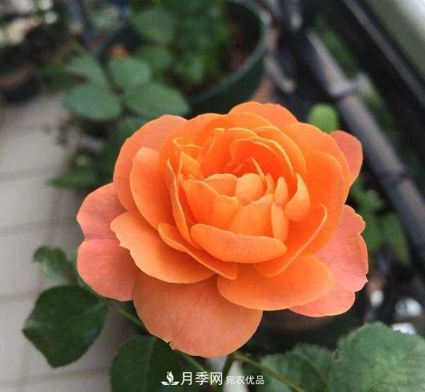 月季的養護的關(guān)鍵季節，夏季養護得當開(kāi)花不斷！(圖2)