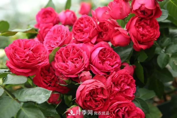此款月季，夏天不怕曬，人人見(jiàn)了都夸美，猜猜是什么(圖2)