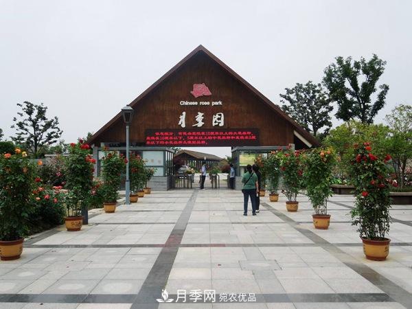 中國十大月季園盤(pán)點(diǎn)！賞月季不能錯過(guò)(圖3)