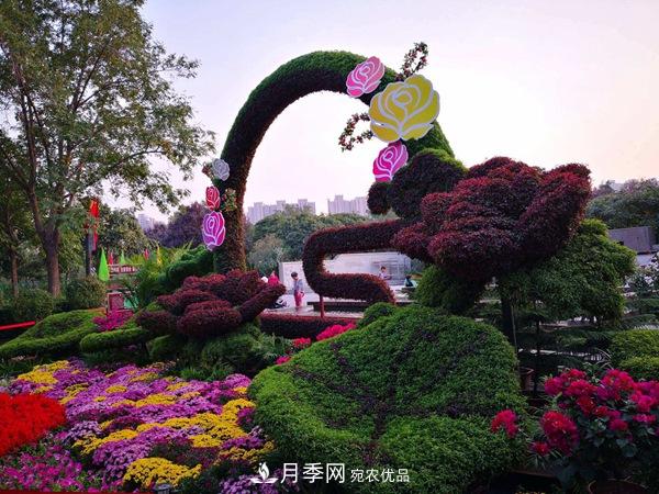 中國十大月季園盤(pán)點(diǎn)！賞月季不能錯過(guò)(圖6)