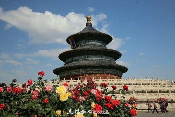 中國十大月季園盤(pán)點(diǎn)！賞月季不能錯過(guò)(圖5)