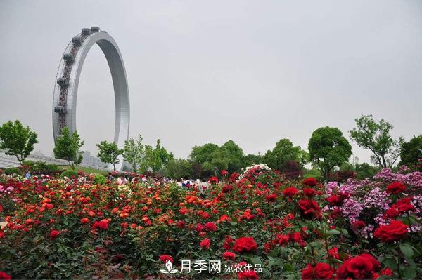 中國十大月季園盤(pán)點(diǎn)！賞月季不能錯過(guò)(圖9)