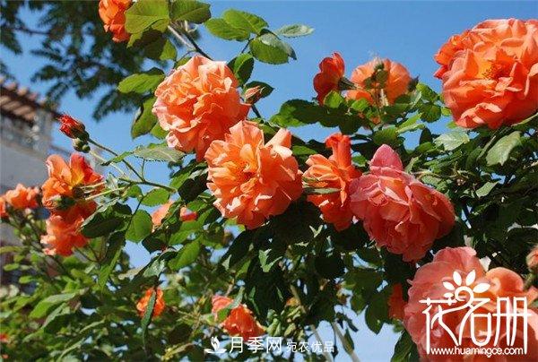 爬藤月季什么品種***美？十大爬藤月季排名(圖4)