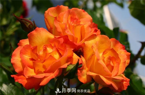 爬藤月季什么品種***美？十大爬藤月季排名(圖5)