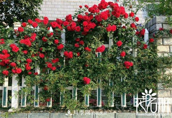 爬藤月季什么品種***美？十大爬藤月季排名(圖6)