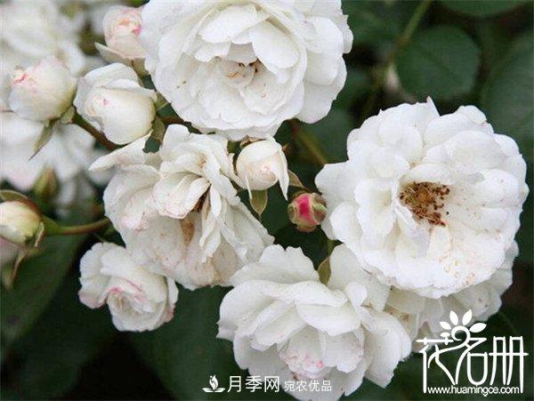 爬藤月季什么品種***美？十大爬藤月季排名(圖7)