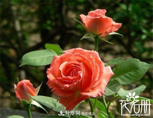 爬藤月季什么品種***美？十大爬藤月季排名(圖8)