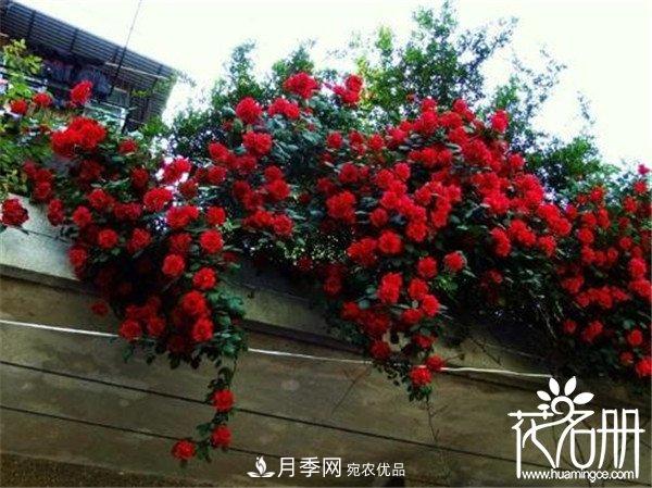爬藤月季什么品種***美？十大爬藤月季排名(圖3)