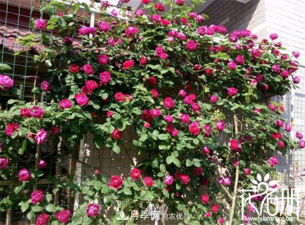 爬藤月季什么品種***美？十大爬藤月季排名(圖9)