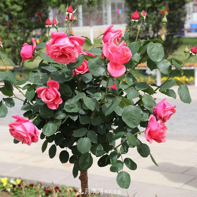 綠化種植后，月季樹(shù)還會(huì )長(cháng)粗嗎？(圖1)
