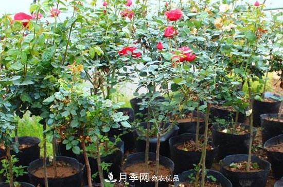 綠化種植后，月季樹(shù)還會(huì )長(cháng)粗嗎？(圖2)