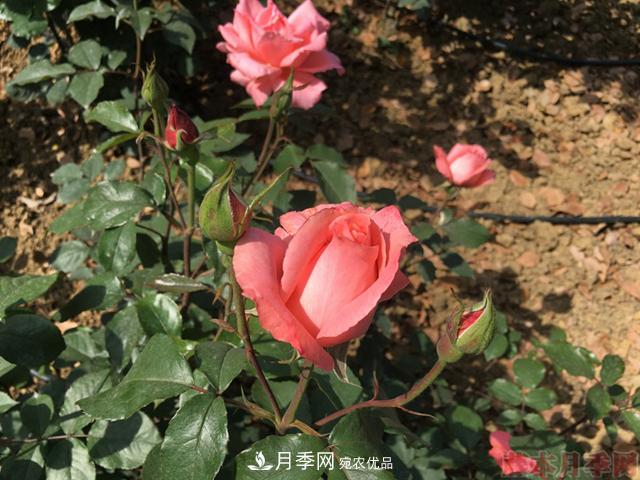 月季移栽需要馬上澆水嗎？(圖1)
