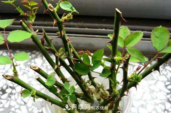 灌木月季養護需要修剪嗎？(圖1)