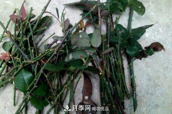 灌木月季養護需要修剪嗎？(圖2)