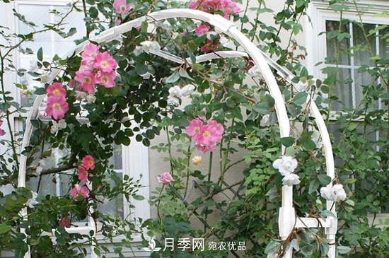 灌木月季可以用來(lái)做拱門(mén)造型嗎？(圖1)