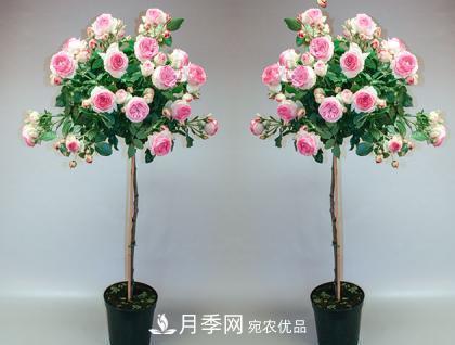 用野生薔薇嫁接灌木月季，能不能養成樹(shù)狀月季？(圖2)