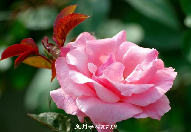 月季花怎樣扦插？現在的季節合適嗎？(圖1)