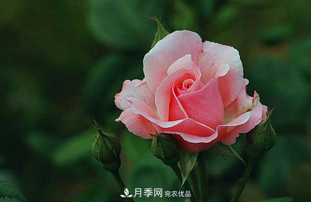 月季花怎樣扦插？現在的季節合適嗎？(圖2)