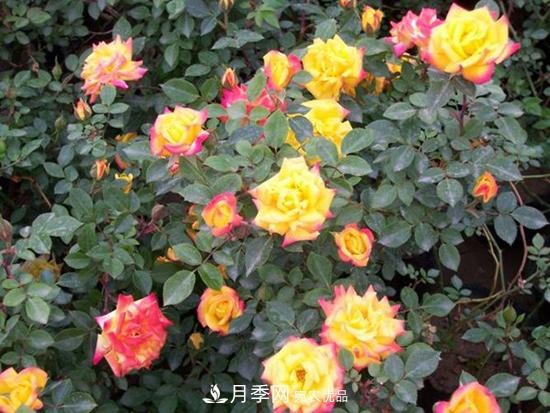 變色月季品種有哪幾個(gè)？(圖1)
