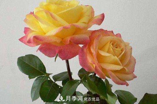 變色月季品種有哪幾個(gè)？(圖3)