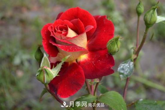 變色月季品種有哪幾個(gè)？(圖4)