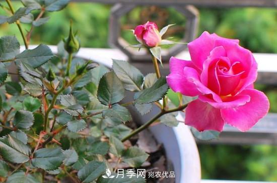 變色月季品種有哪幾個(gè)？(圖2)