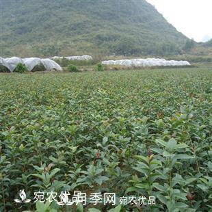 南陽(yáng)精品桂花球，3-5公分桂花苗桂花樹(shù)(圖6)