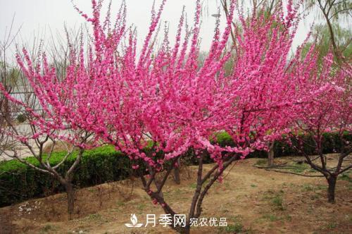 北方種植哪些開(kāi)花的苗木、花卉比較適合？(圖2)