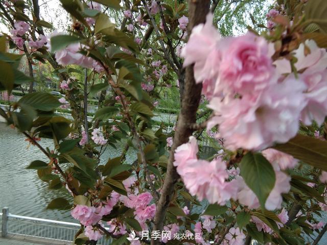 北方種植哪些開(kāi)花的苗木、花卉比較適合？(圖1)