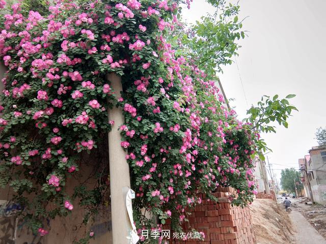北方種植哪些開(kāi)花的苗木、花卉比較適合？(圖4)