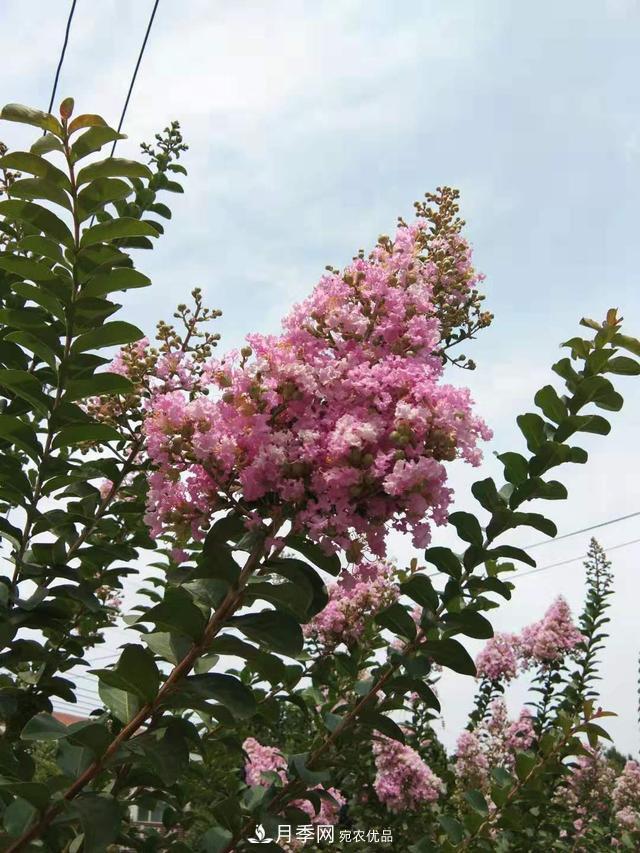 北方種植哪些開(kāi)花的苗木、花卉比較適合？(圖3)