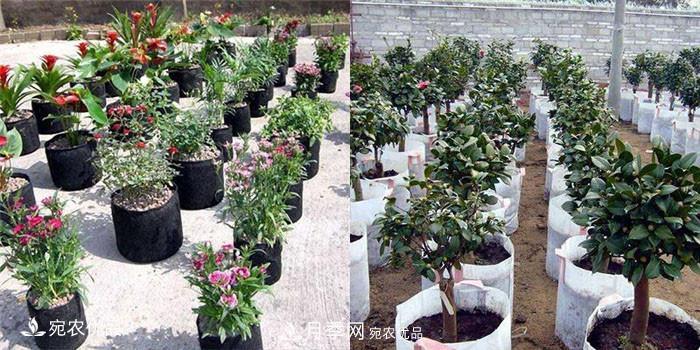 南陽(yáng)月季苗木花卉美植袋植樹(shù)袋廠(chǎng)家批發(fā)價(jià)(圖2)
