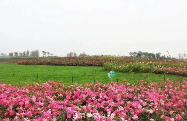 南陽(yáng)臥龍區月季產(chǎn)業(yè)發(fā)展的優(yōu)勢和措施(圖1)