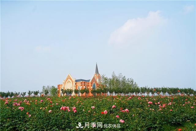 山東濟南的后花園，童話(huà)般月季花王國，300畝900個(gè)品種月季花盛放(圖2)