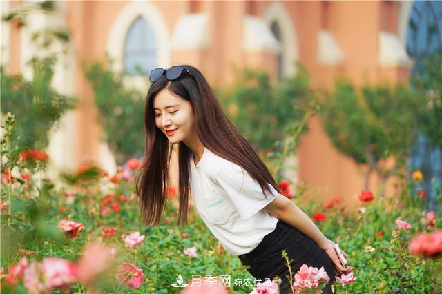 山東濟南的后花園，童話(huà)般月季花王國，300畝900個(gè)品種月季花盛放(圖1)