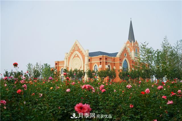 山東濟南的后花園，童話(huà)般月季花王國，300畝900個(gè)品種月季花盛放(圖11)