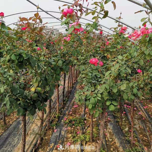 3-5分工程月季樹(shù)批發(fā)就來(lái)這樣的月季基地，量大品優(yōu)(圖1)