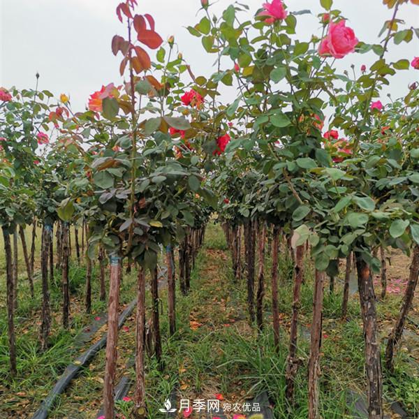 3-5分工程月季樹(shù)批發(fā)就來(lái)這樣的月季基地，量大品優(yōu)(圖2)