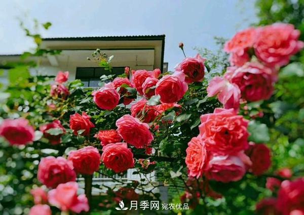 藤本月季花的品種及種類(lèi)介紹(圖3)
