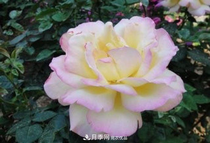 甘肅省種植月季花也能年入800萬(wàn)？生意經(jīng)全在這(圖3)