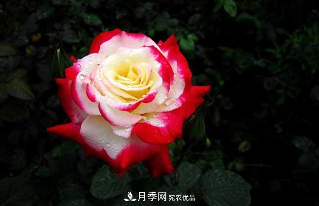 大花月季主要有哪些花色和品種？(圖1)