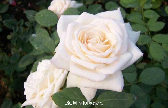 大花月季主要有哪些花色和品種？(圖2)