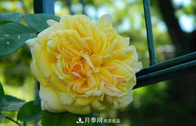 大花月季主要有哪些花色和品種？(圖3)
