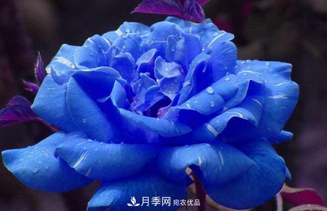 大花月季主要有哪些花色和品種？(圖5)