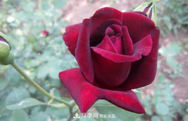 大花月季主要有哪些花色和品種？(圖6)