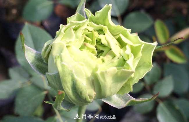 大花月季主要有哪些花色和品種？(圖7)