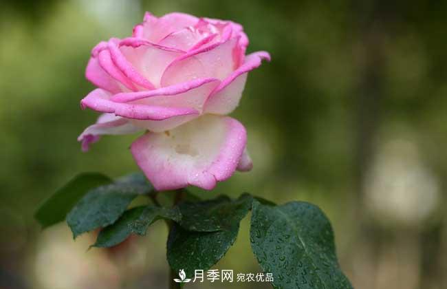 大花月季主要有哪些花色和品種？(圖9)