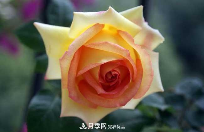 大花月季主要有哪些花色和品種？(圖10)