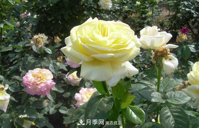月季花扦插生根***快方法和養殖技巧(圖1)